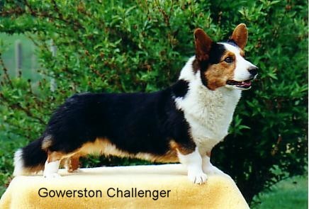 CH. Gowerston Challenger