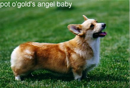 CH. pot o'golds Angel baby