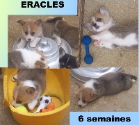 Eracles