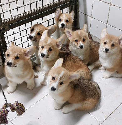 La caverne des anges - Welsh Corgi Pembroke - Portée née le 14/08/2024