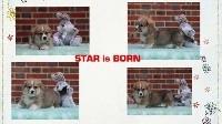 STAR IS BORN  (lapin)