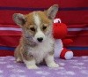 BB Yoshi