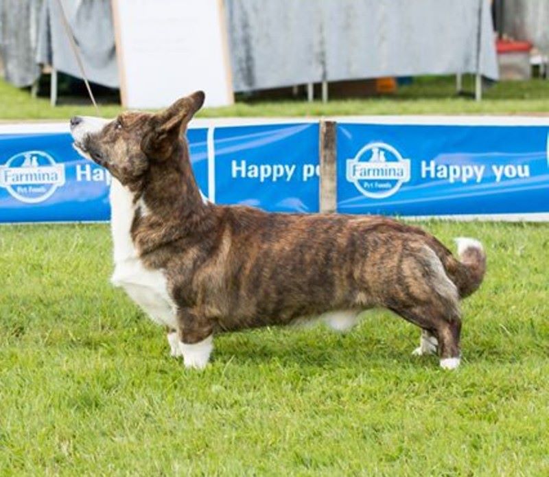 CH. Pi-et-ra borntobe tango of trefilio