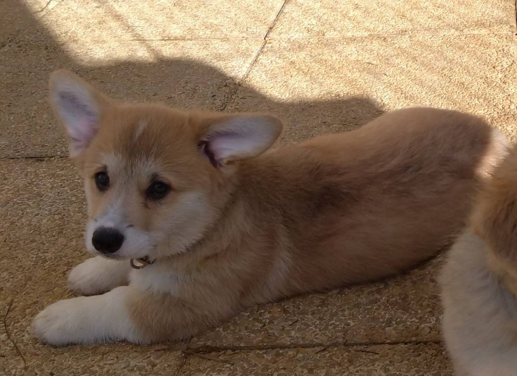 La caverne des anges - des bébés disponible