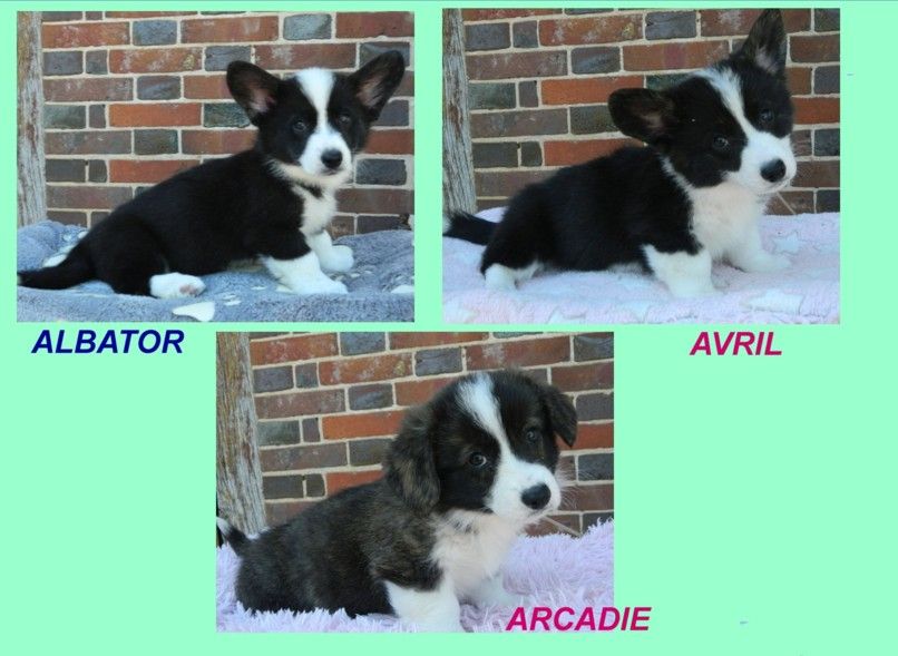 Albator, Avril, Arcadie