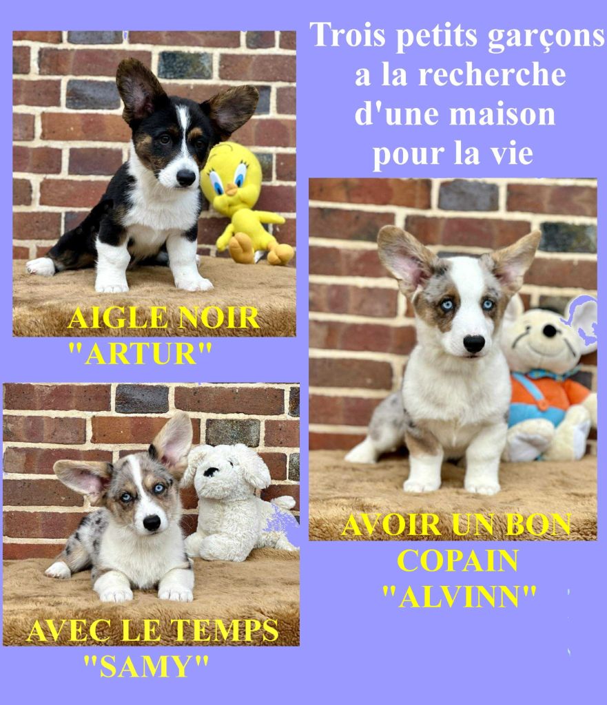 TROIS GARCONS 