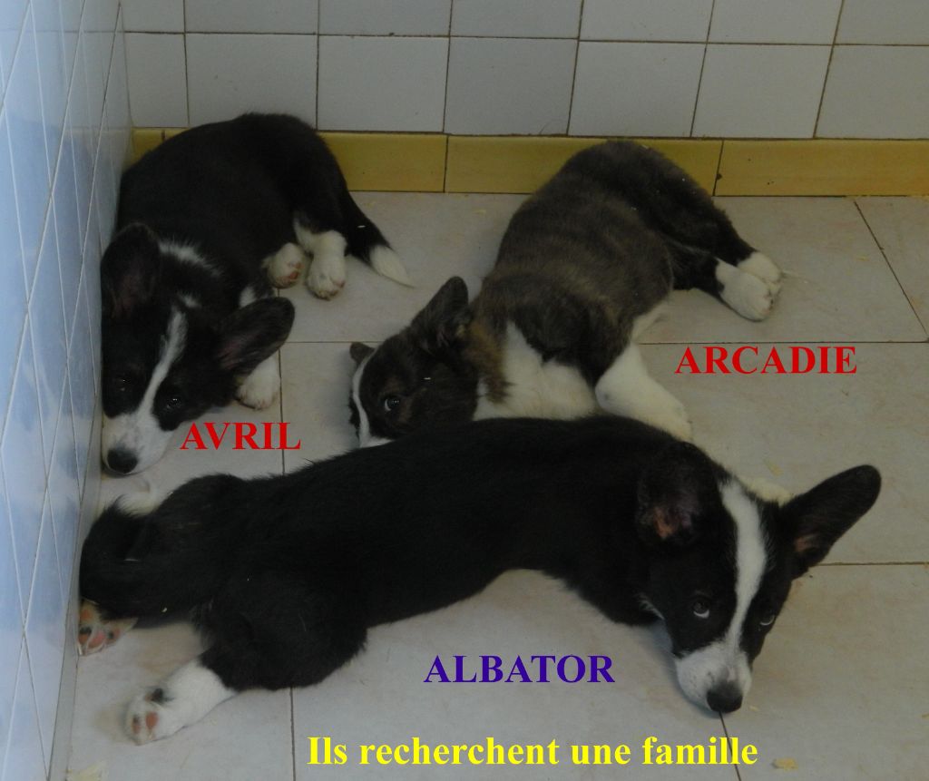 Albator, Avril, Arcadie 