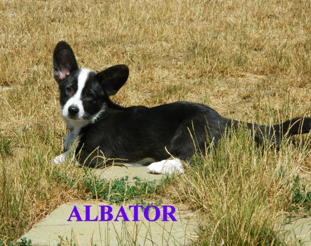 ALBATOR 