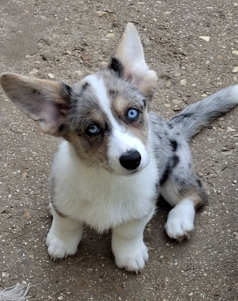 La caverne des anges - Chiots disponibles - Welsh Corgi Cardigan