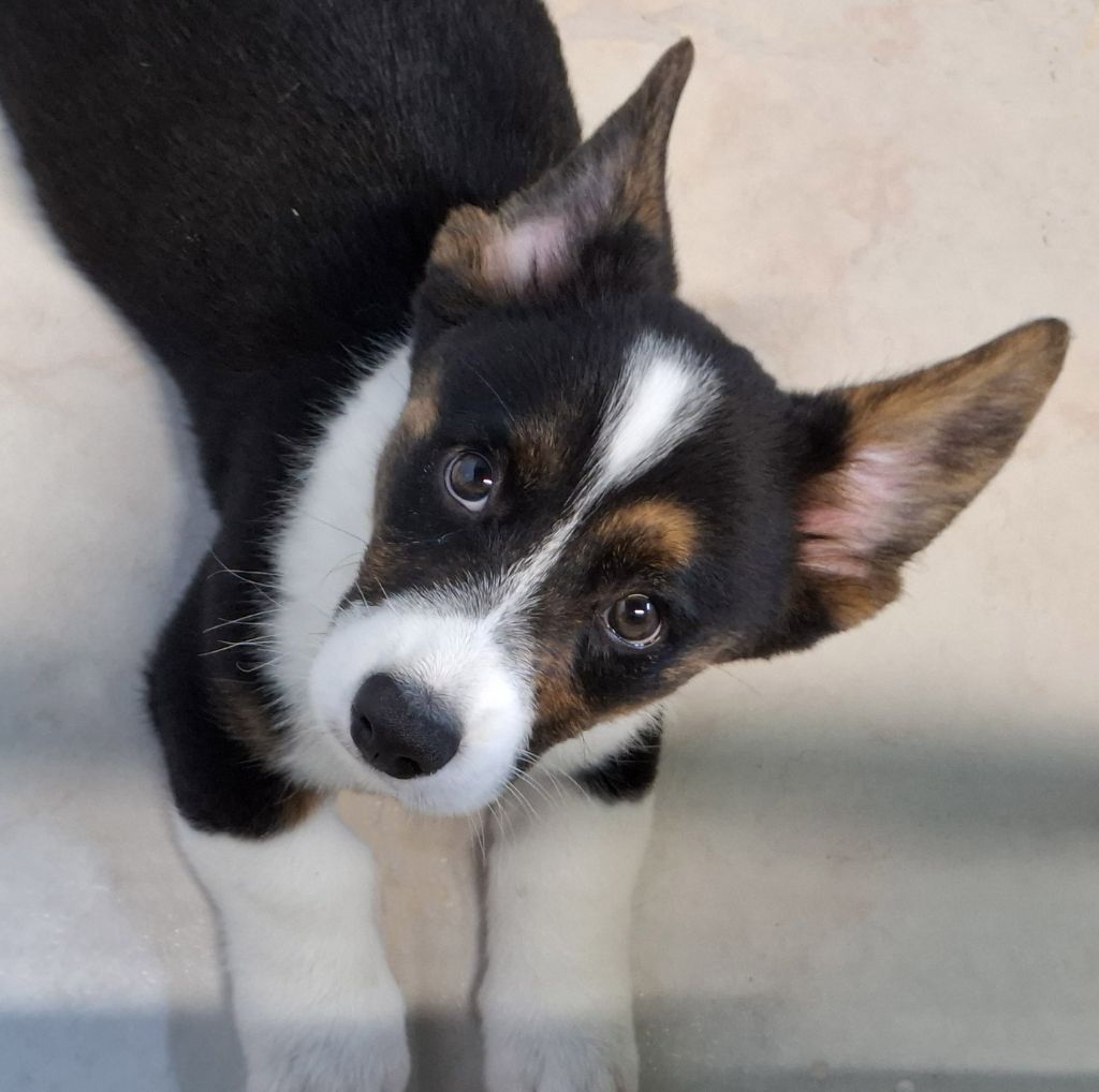 La caverne des anges - Chiots disponibles - Welsh Corgi Cardigan