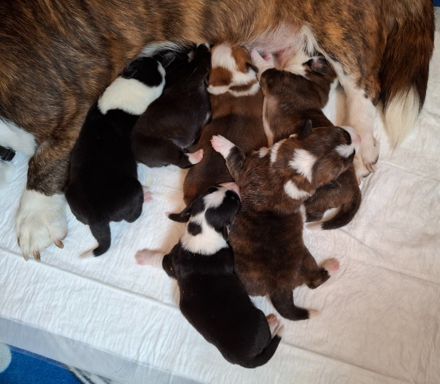 La caverne des anges - Chiots disponibles - Welsh Corgi Cardigan