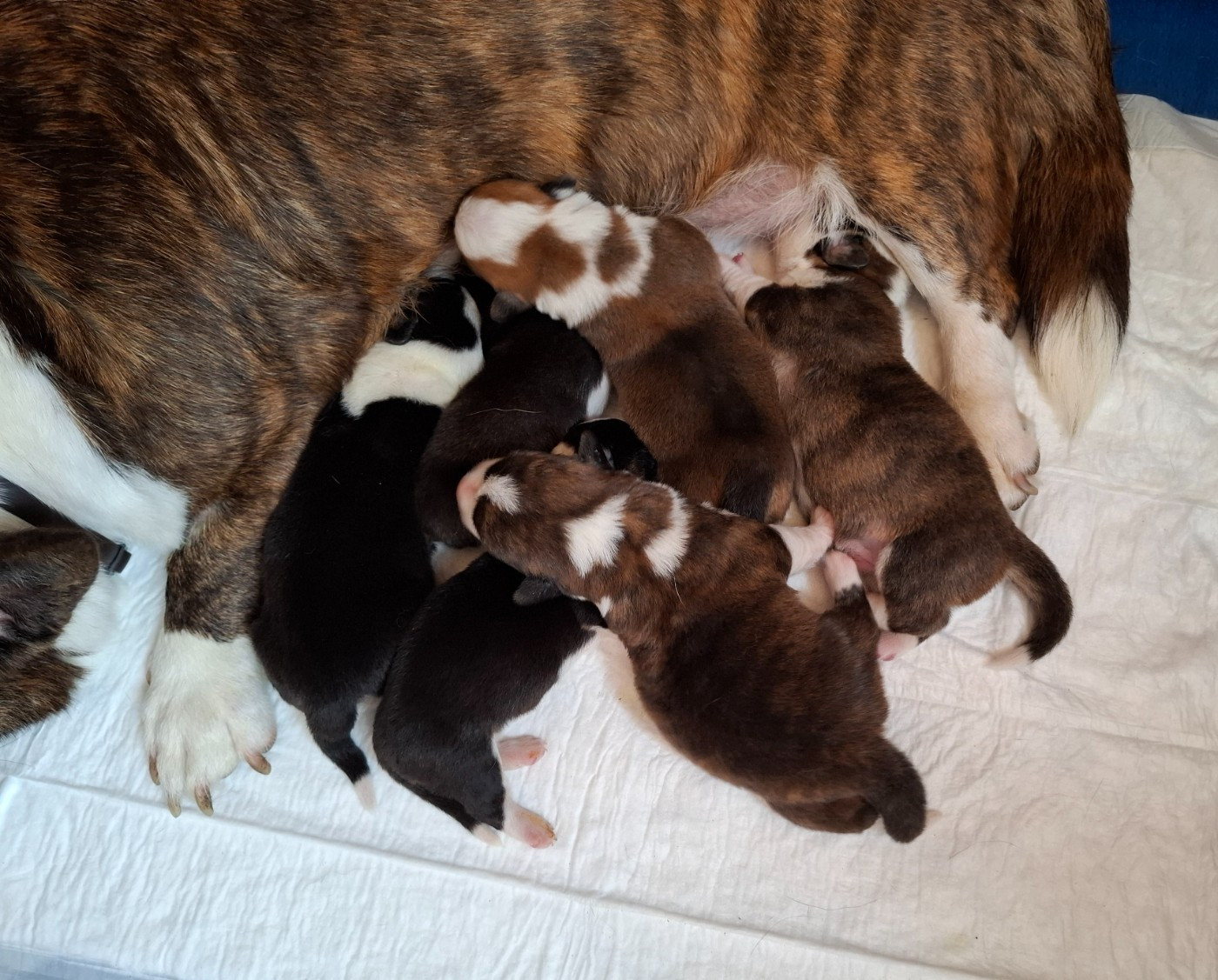 La caverne des anges - Chiots disponibles - Welsh Corgi Cardigan