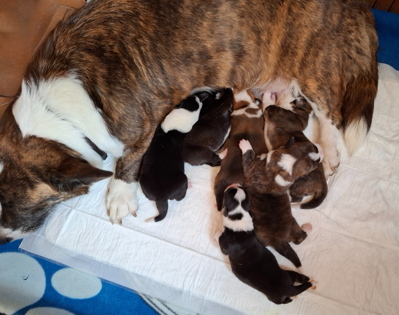 La caverne des anges - Chiots disponibles - Welsh Corgi Cardigan