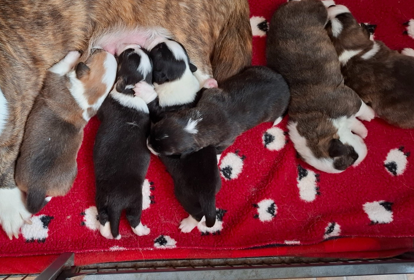 La caverne des anges - Chiots disponibles - Welsh Corgi Cardigan
