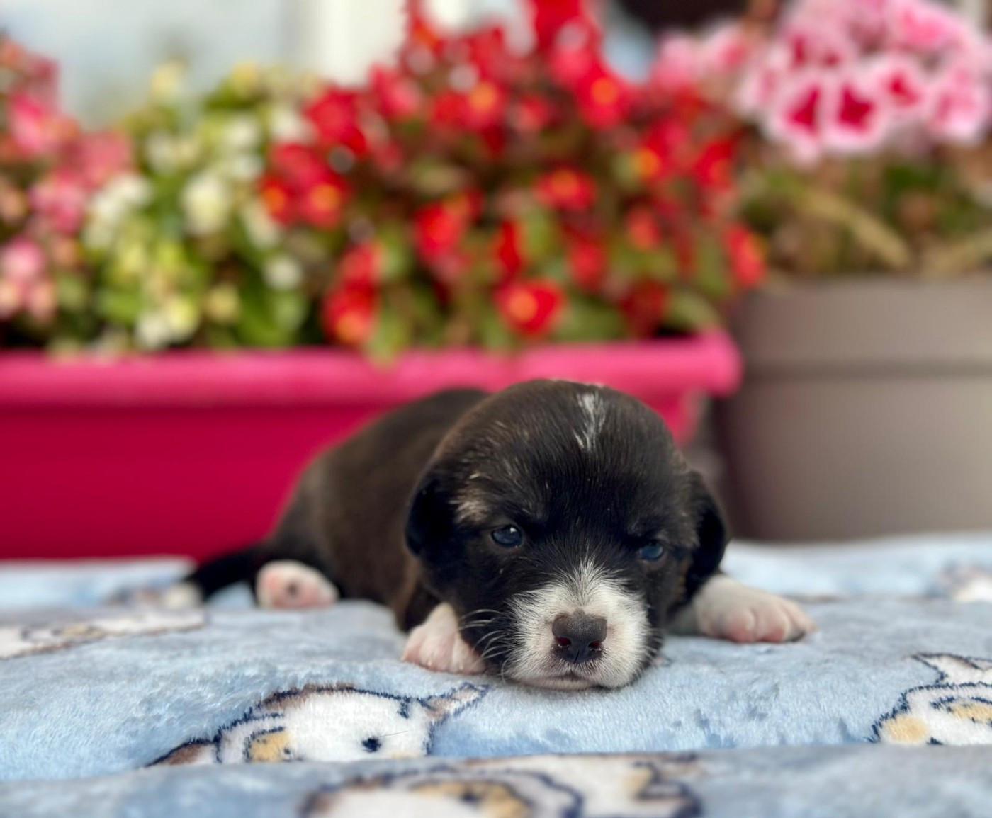 La caverne des anges - Chiots disponibles - Welsh Corgi Cardigan
