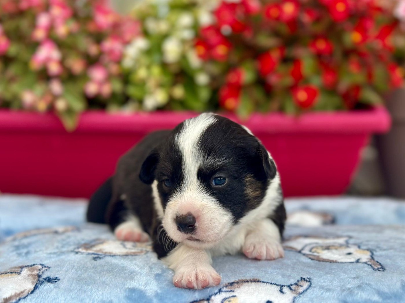 La caverne des anges - Chiots disponibles - Welsh Corgi Cardigan
