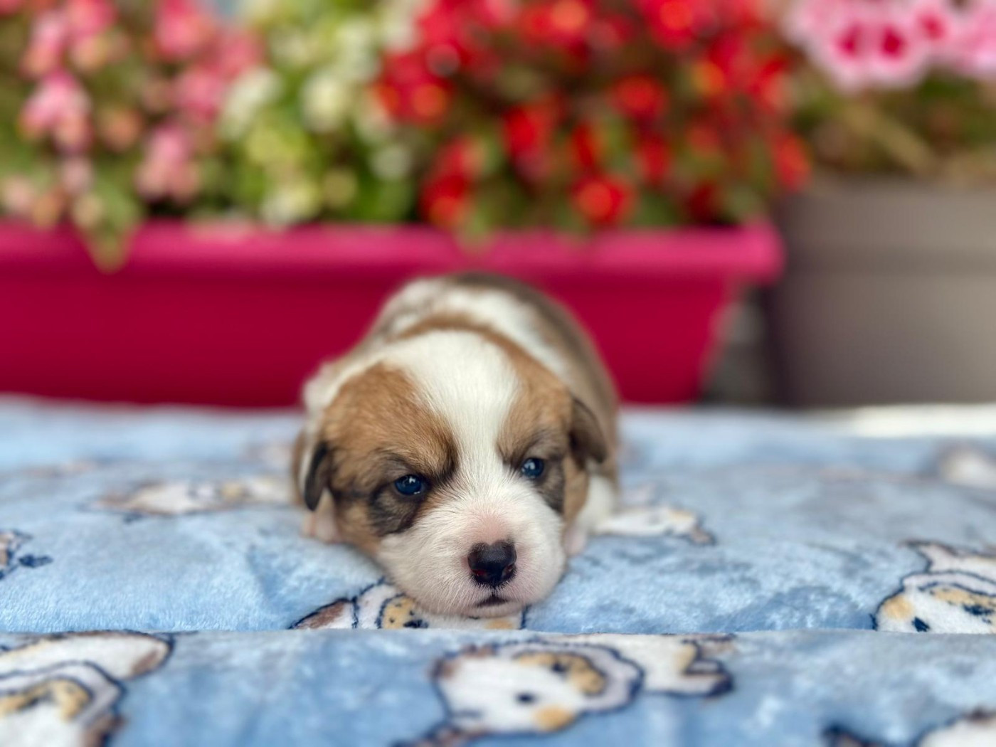 La caverne des anges - Chiots disponibles - Welsh Corgi Cardigan