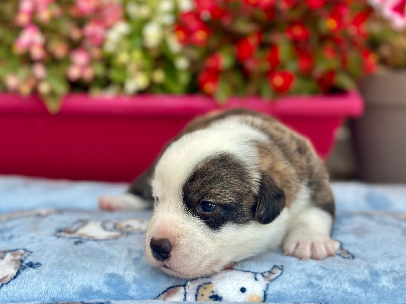 La caverne des anges - Chiots disponibles - Welsh Corgi Cardigan