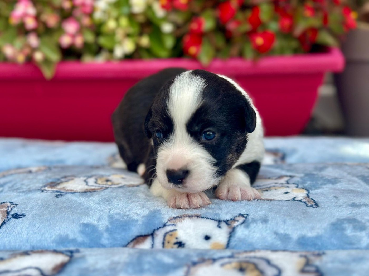 La caverne des anges - Chiots disponibles - Welsh Corgi Cardigan