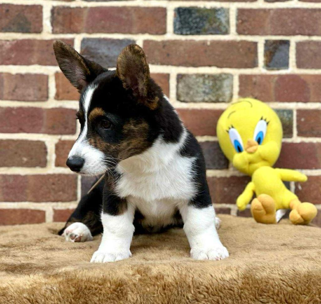 La caverne des anges - Chiots disponibles - Welsh Corgi Cardigan