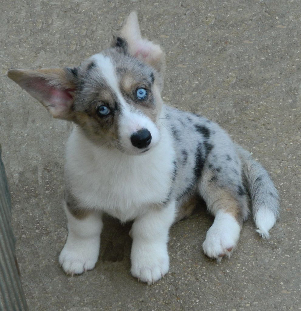 La caverne des anges - Chiots disponibles - Welsh Corgi Cardigan