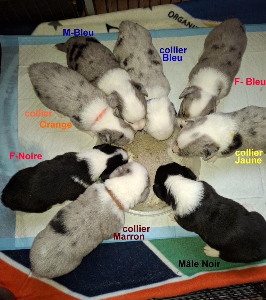La caverne des anges - Chiots disponibles - Welsh Corgi Cardigan