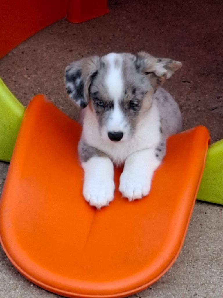 La caverne des anges - Chiots disponibles - Welsh Corgi Cardigan
