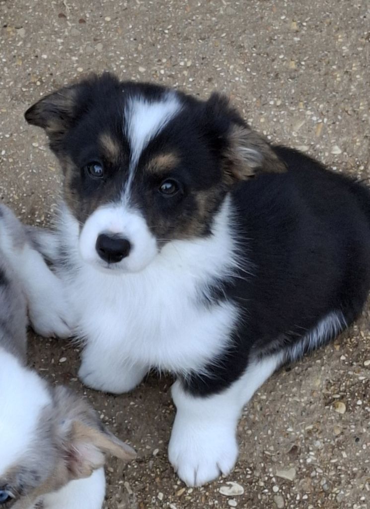 La caverne des anges - Chiots disponibles - Welsh Corgi Cardigan