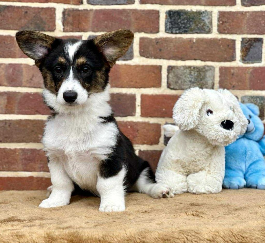 La caverne des anges - Chiots disponibles - Welsh Corgi Cardigan