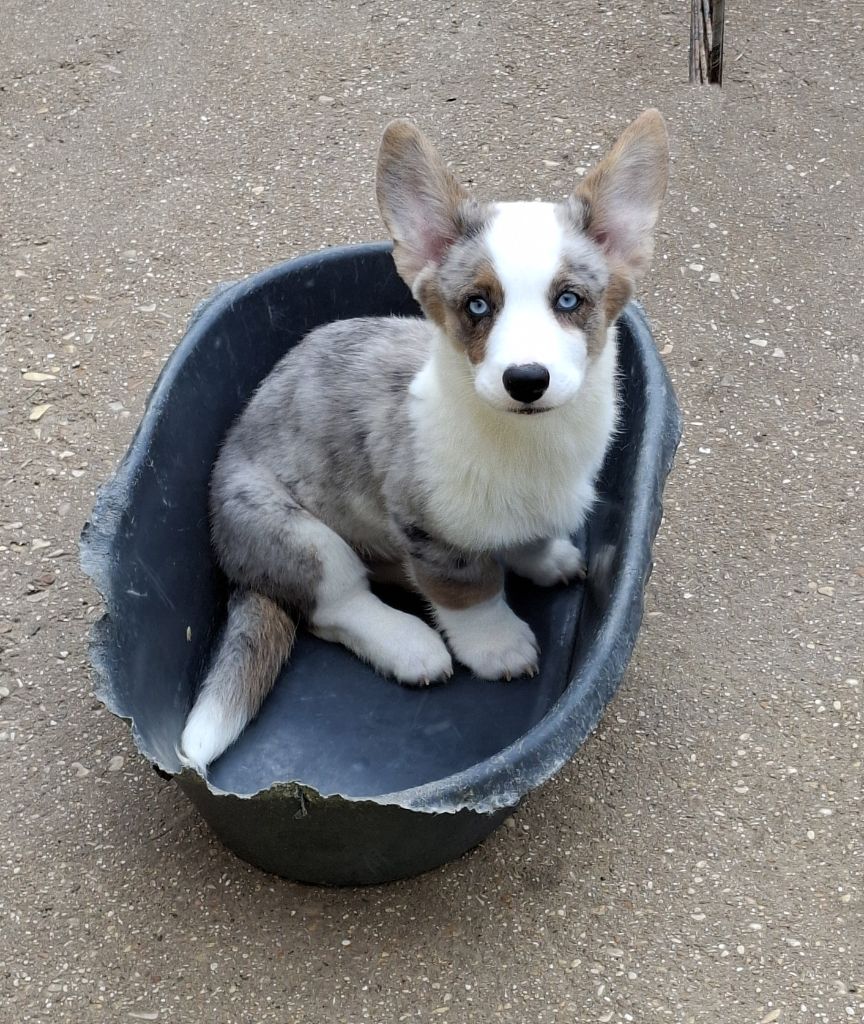 La caverne des anges - Chiots disponibles - Welsh Corgi Cardigan
