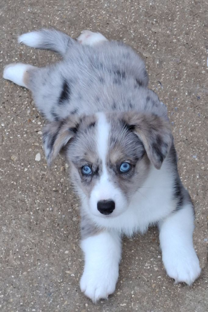La caverne des anges - Chiots disponibles - Welsh Corgi Cardigan