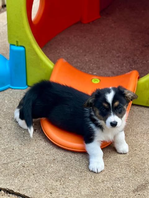 La caverne des anges - Chiots disponibles - Welsh Corgi Cardigan