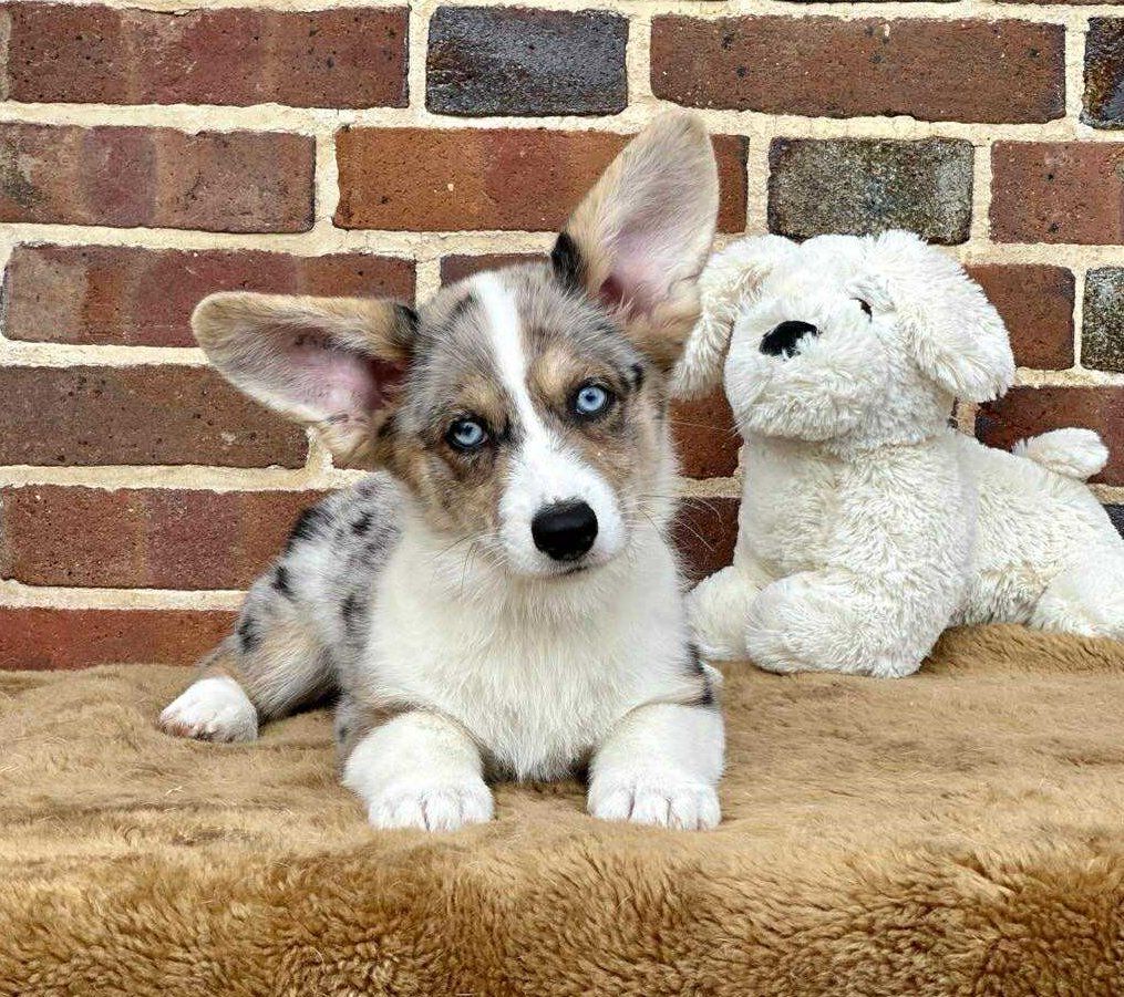 La caverne des anges - Chiots disponibles - Welsh Corgi Cardigan