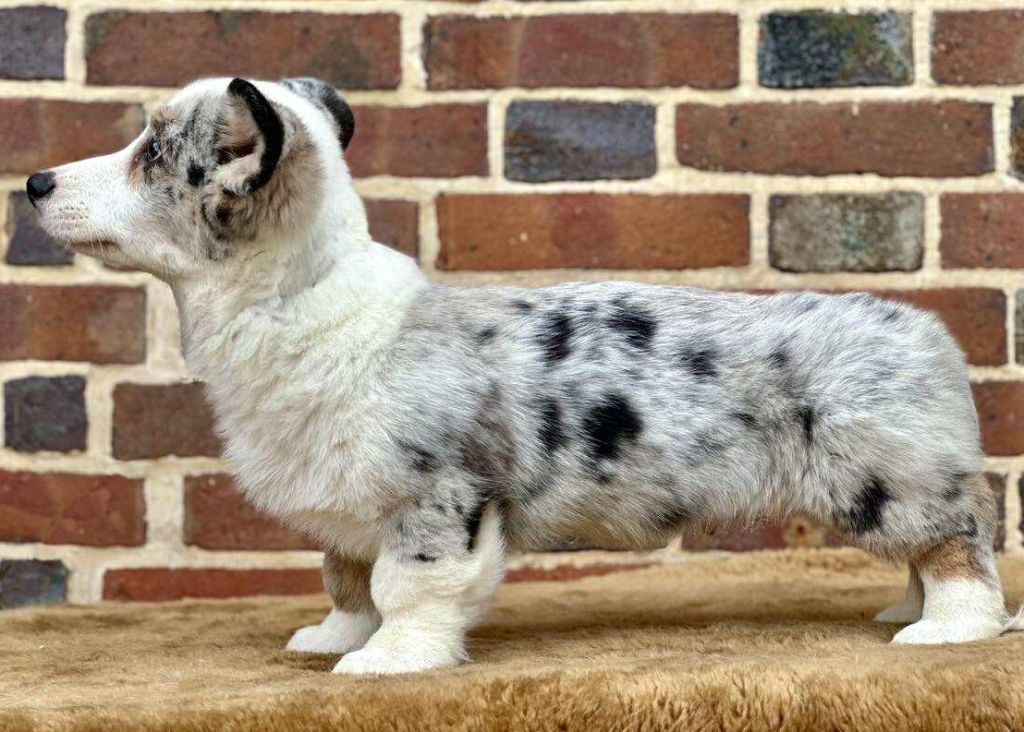 La caverne des anges - Chiots disponibles - Welsh Corgi Cardigan