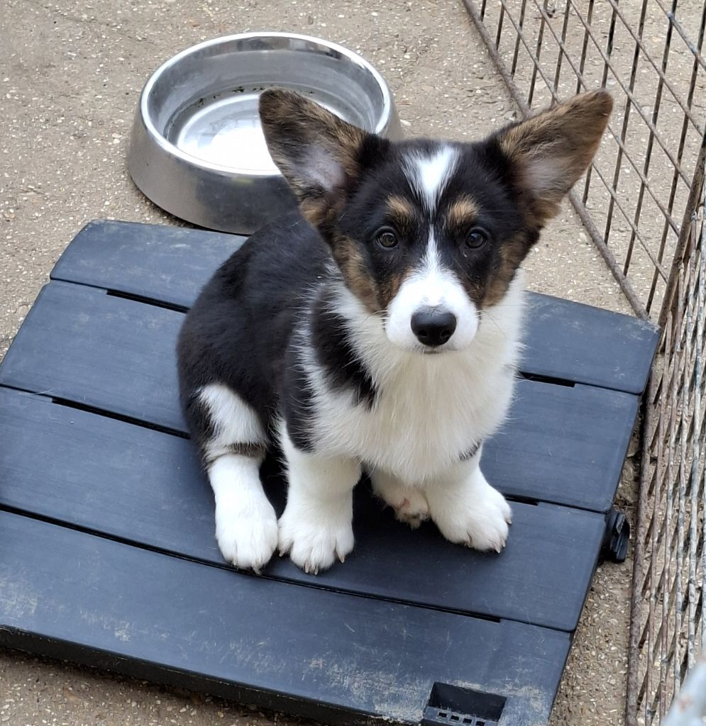 La caverne des anges - Chiots disponibles - Welsh Corgi Cardigan