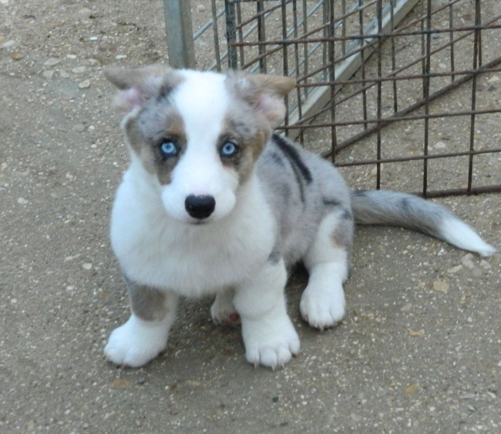 La caverne des anges - Chiots disponibles - Welsh Corgi Cardigan