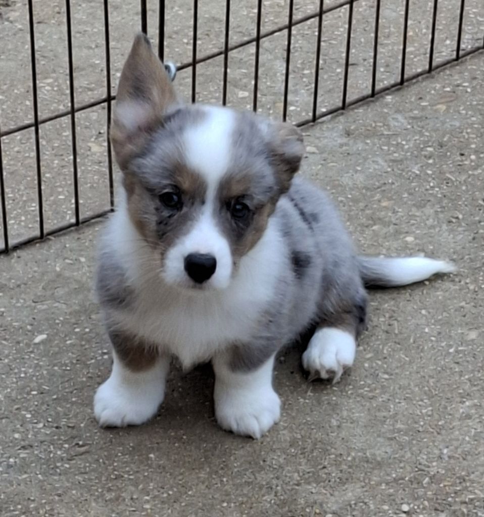 La caverne des anges - Chiots disponibles - Welsh Corgi Cardigan