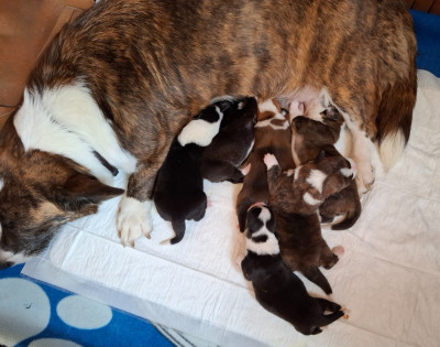 CHIOT 2