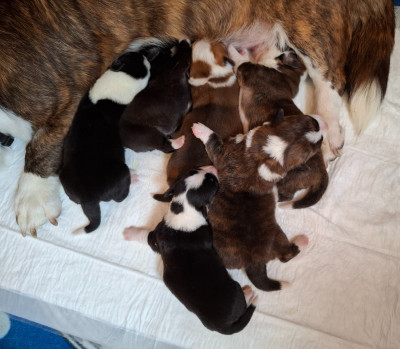 CHIOT 3