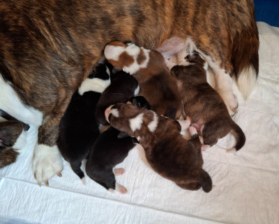 CHIOT 4