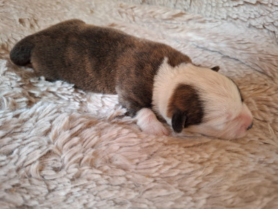 CHIOT 7
