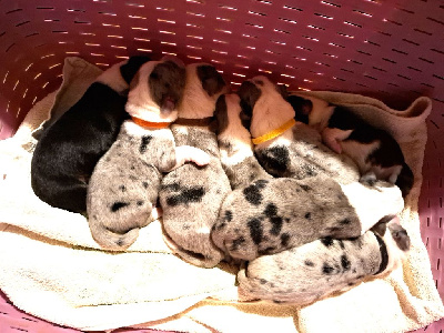 CHIOT