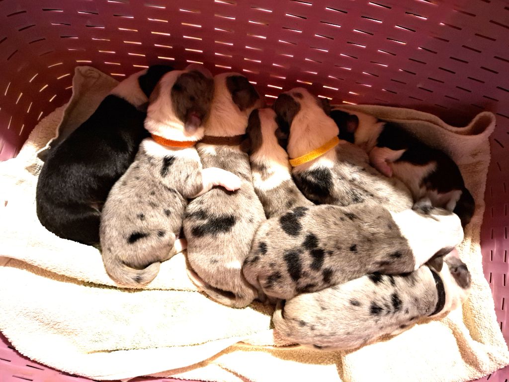 La caverne des anges - Chiots disponibles - Welsh Corgi Cardigan