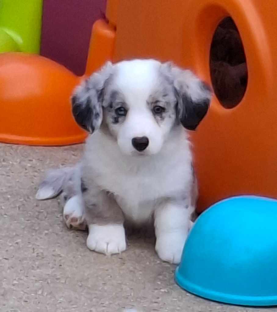 La caverne des anges - Chiots disponibles - Welsh Corgi Cardigan