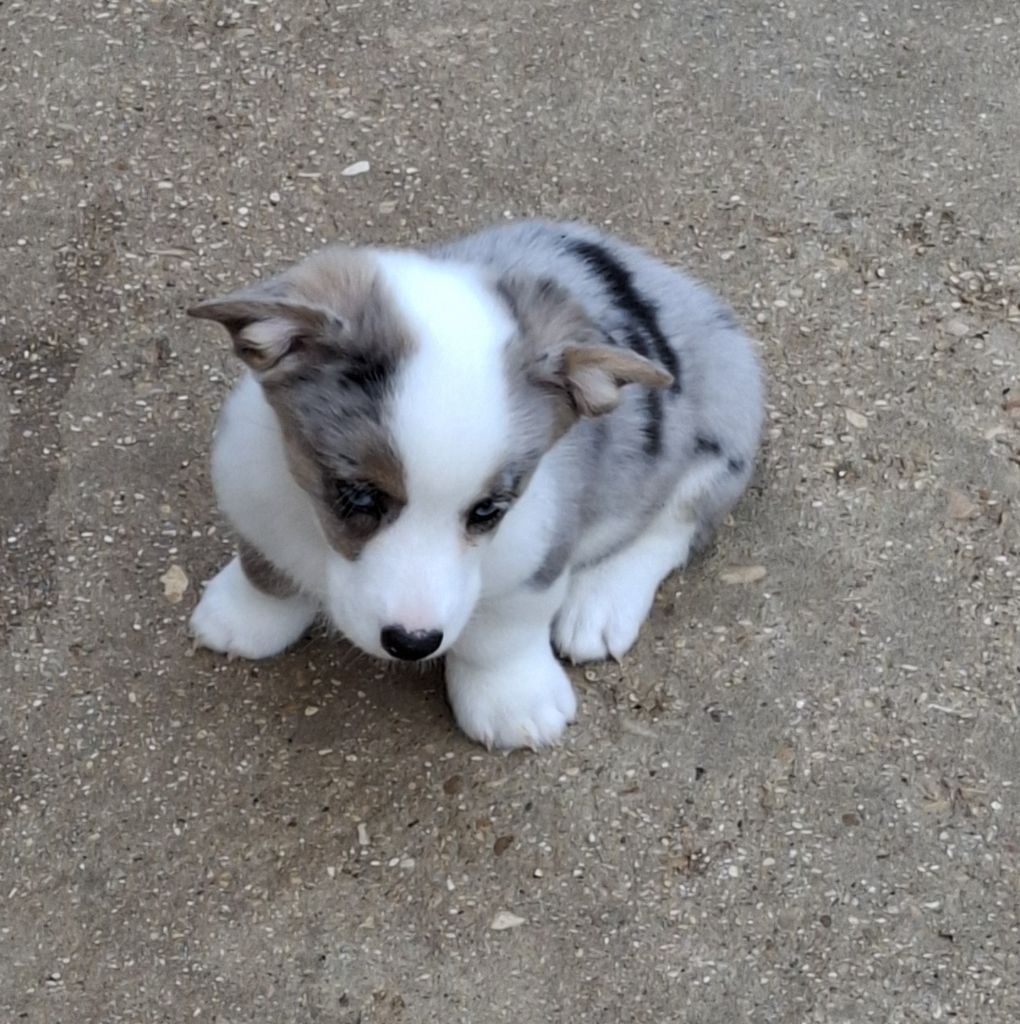 La caverne des anges - Chiots disponibles - Welsh Corgi Cardigan