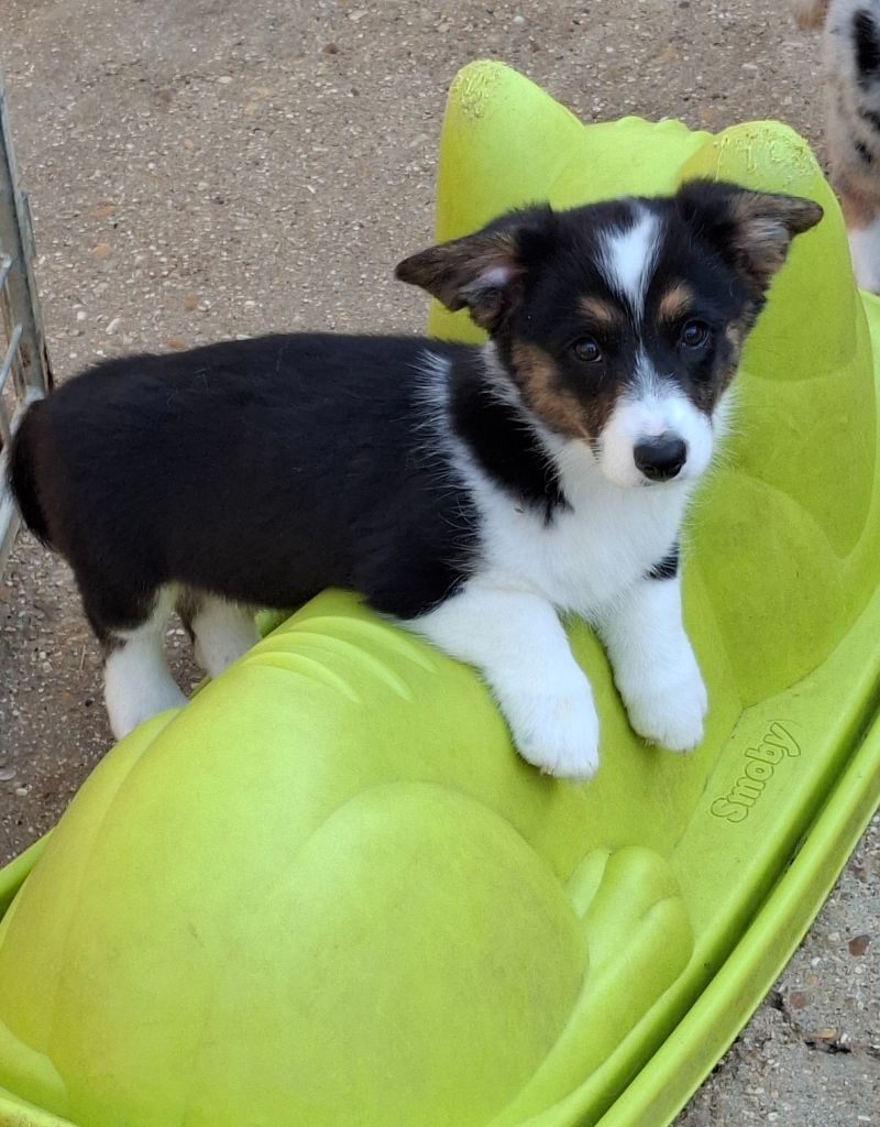 La caverne des anges - Chiots disponibles - Welsh Corgi Cardigan