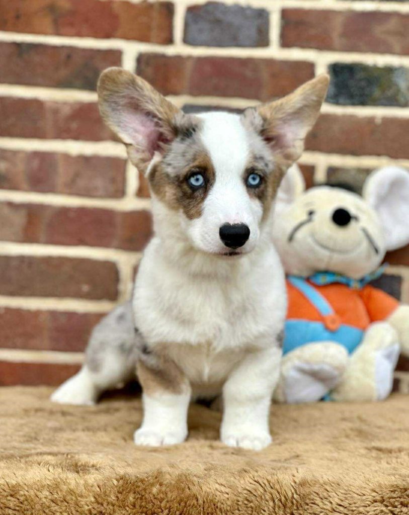 La caverne des anges - Chiots disponibles - Welsh Corgi Cardigan
